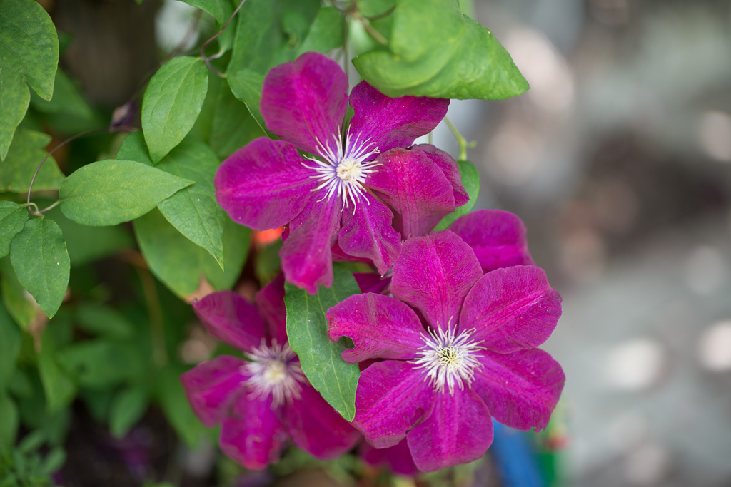 Zeiss Otus 55mm 7
