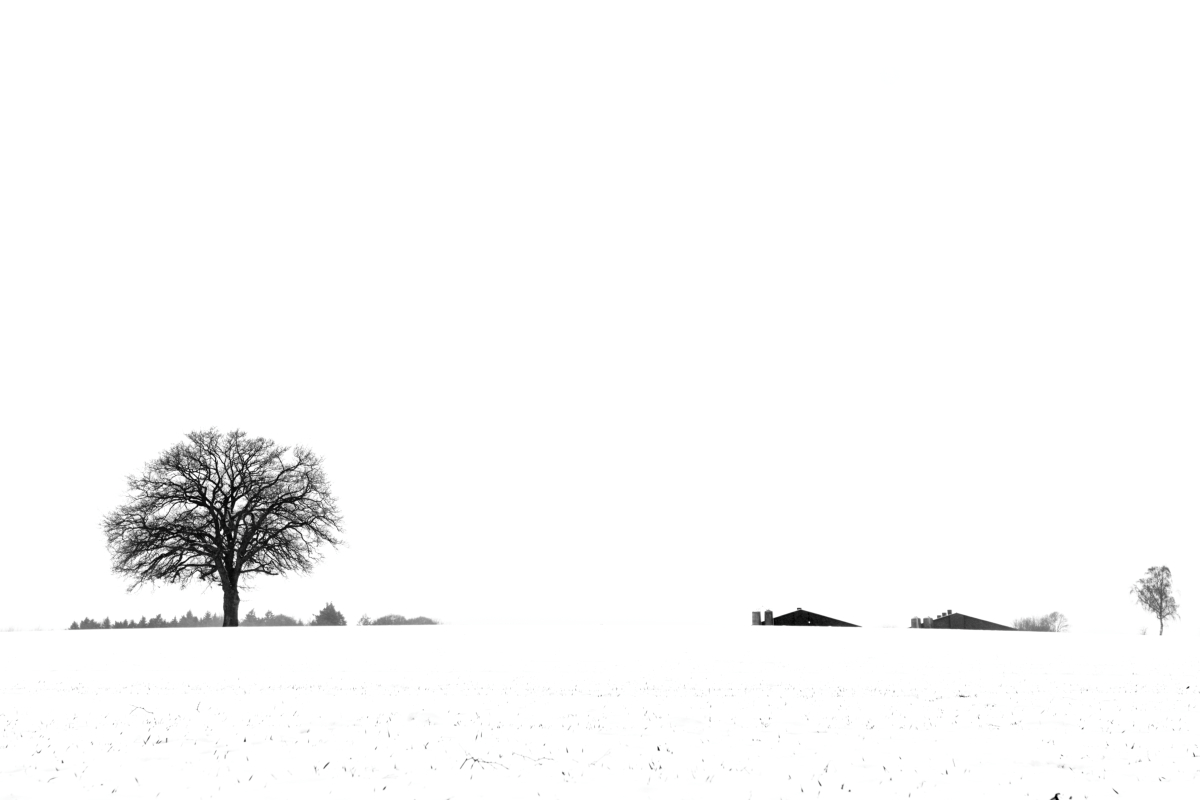 ZFF_2061_1-1.jpg