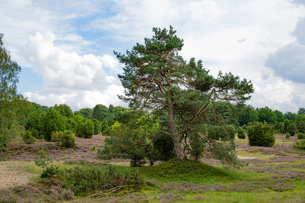 ZHG_0437.jpg
