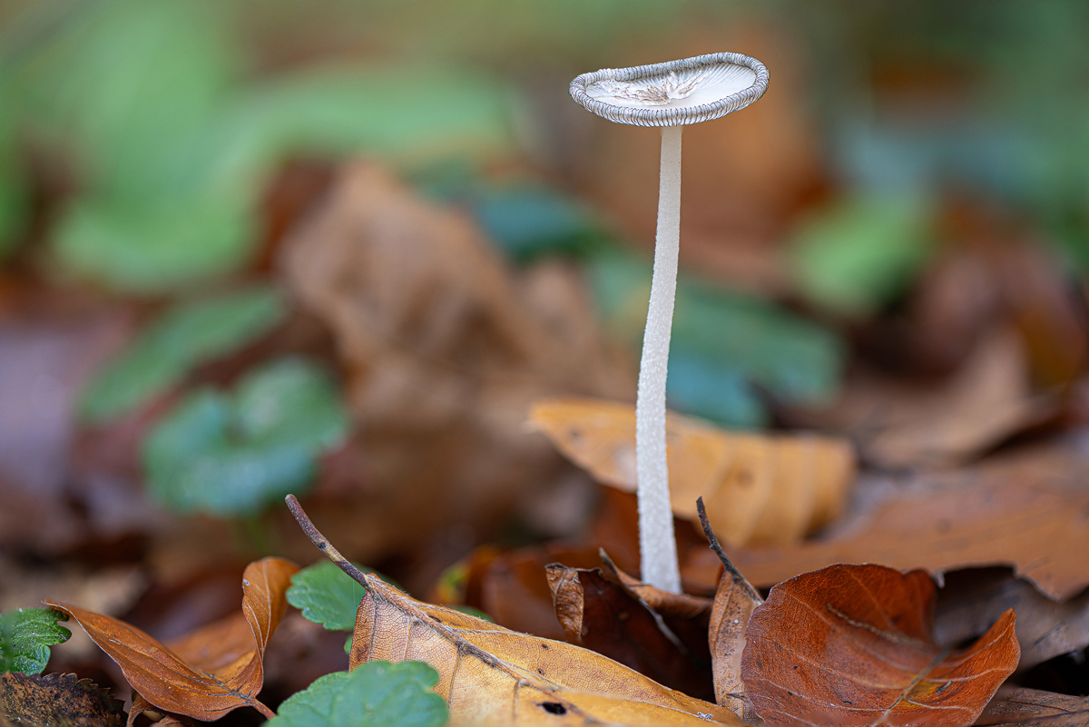 ZHG_2548.jpg