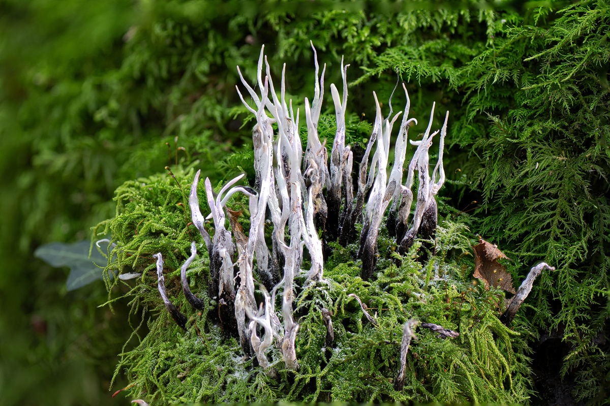 ZHG_2870.jpg