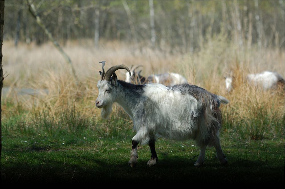 Ziege