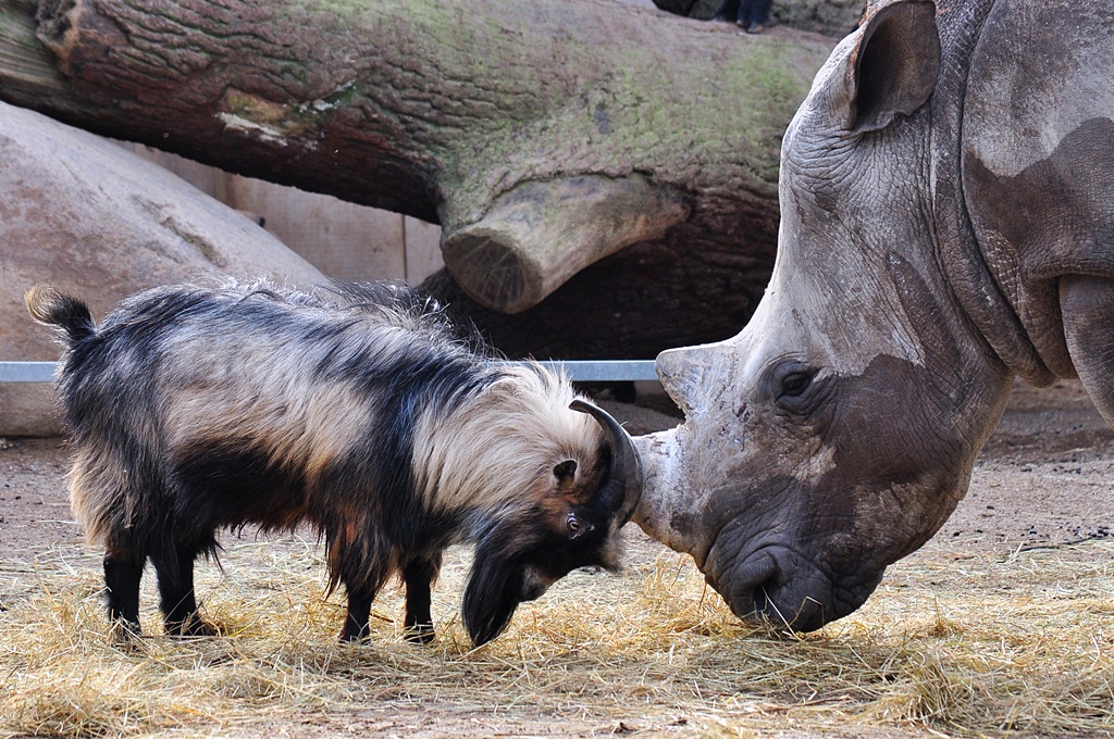 Ziegenbock gegen Nashorn