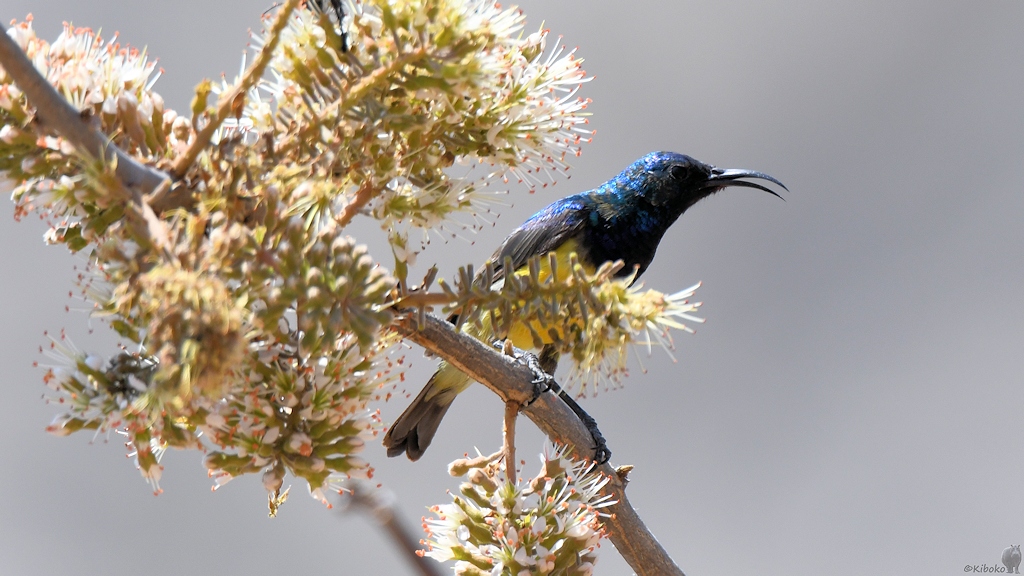 Ziernektarvogel (Variable Sunbird)
Ruaha Nationalpark

s355 Ruaha Sunbird 1550