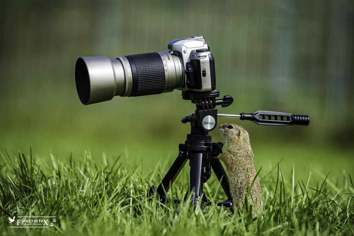 Ziesel als Fotografenlehrling