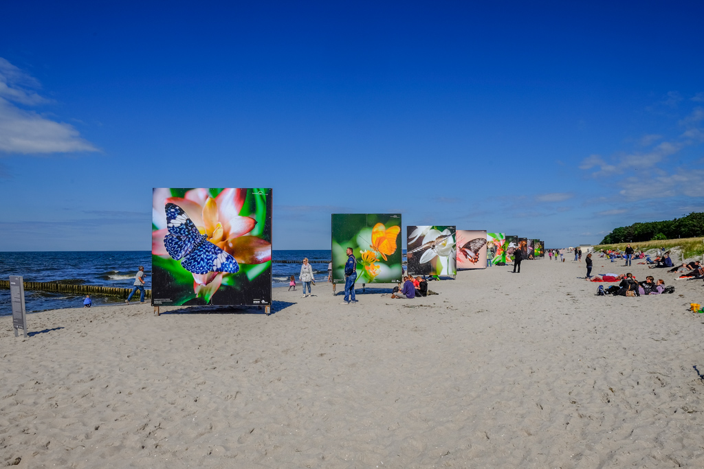 Zingst Festival 2014