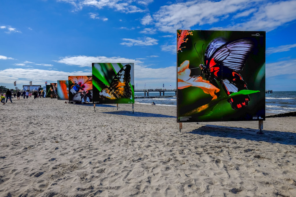 Zingst Festival 2014