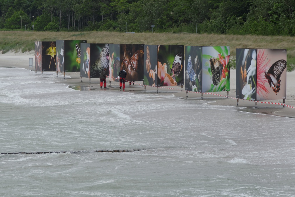 Zingst3