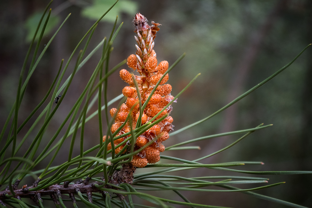 Zirbelkieferblüte