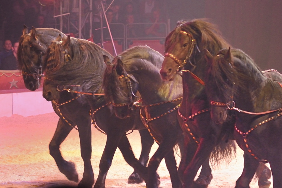 Zirkus Knie Pferde3