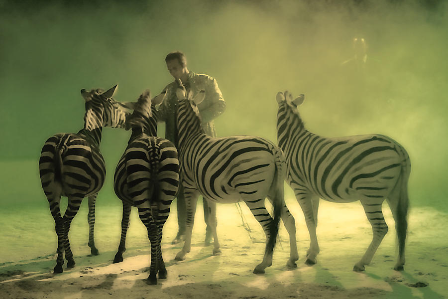 Zirkus Knie Zebras