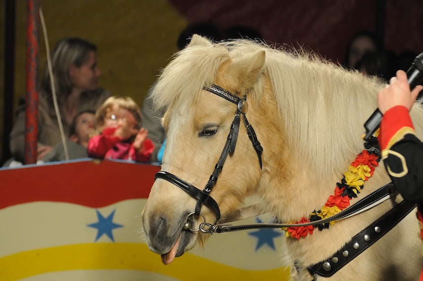 Zirkus Pferd