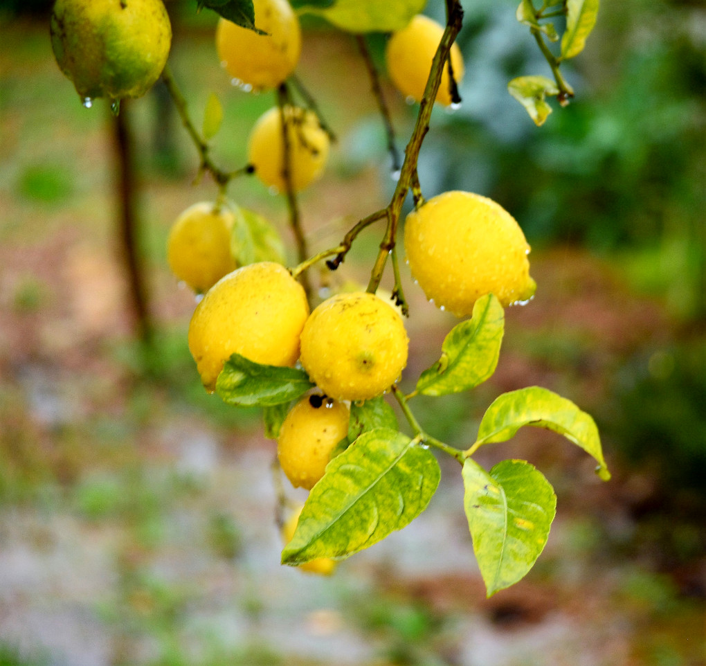 zitrone.im.regennf1