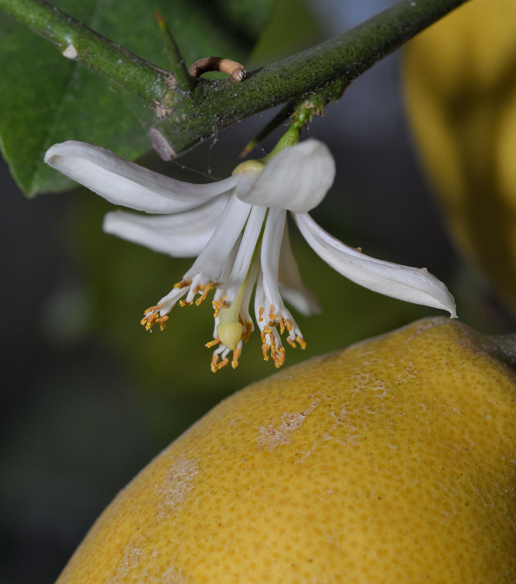 zitronenblüte 01