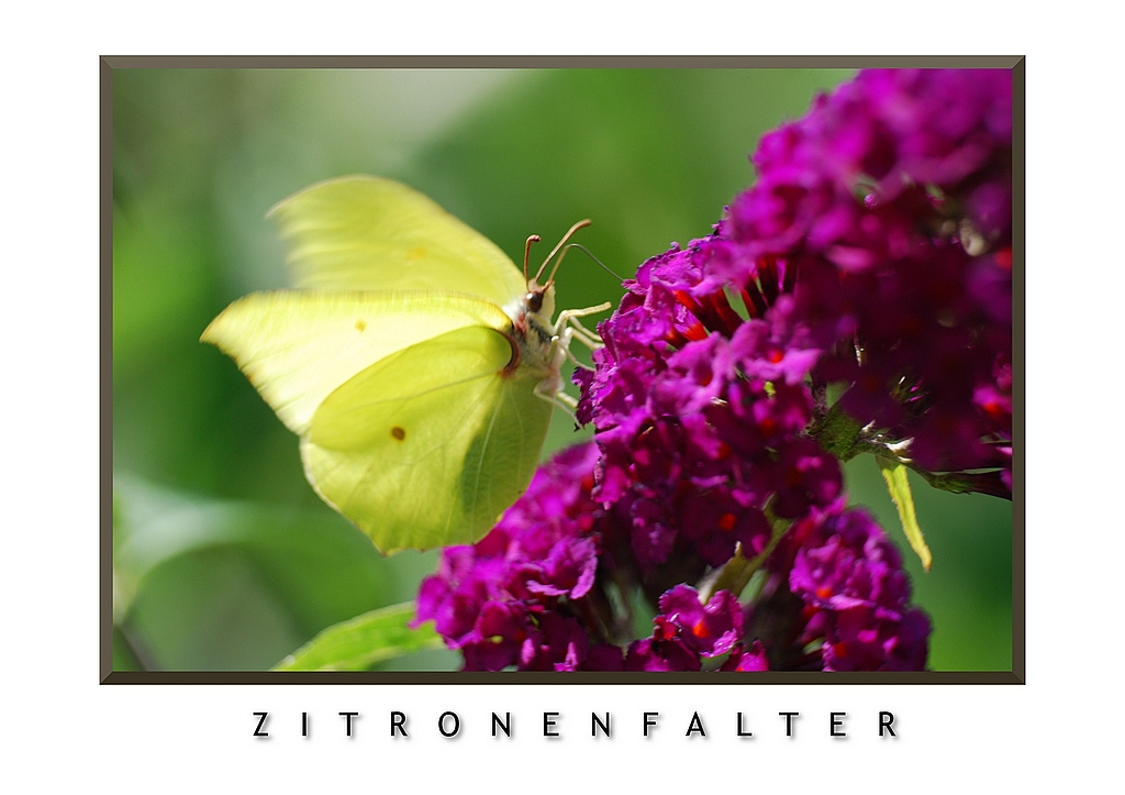 Zitronenfalter NF