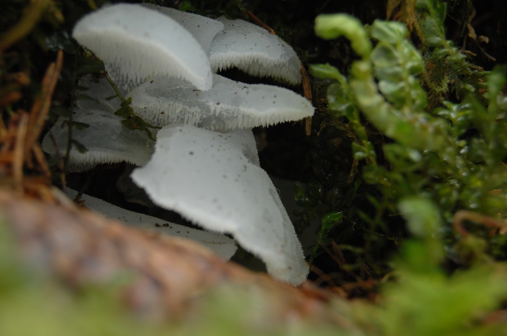 Zitterzahn (Pseudohydnum gelatinosum) laut Pilzforum.eu
DSC 7723 small