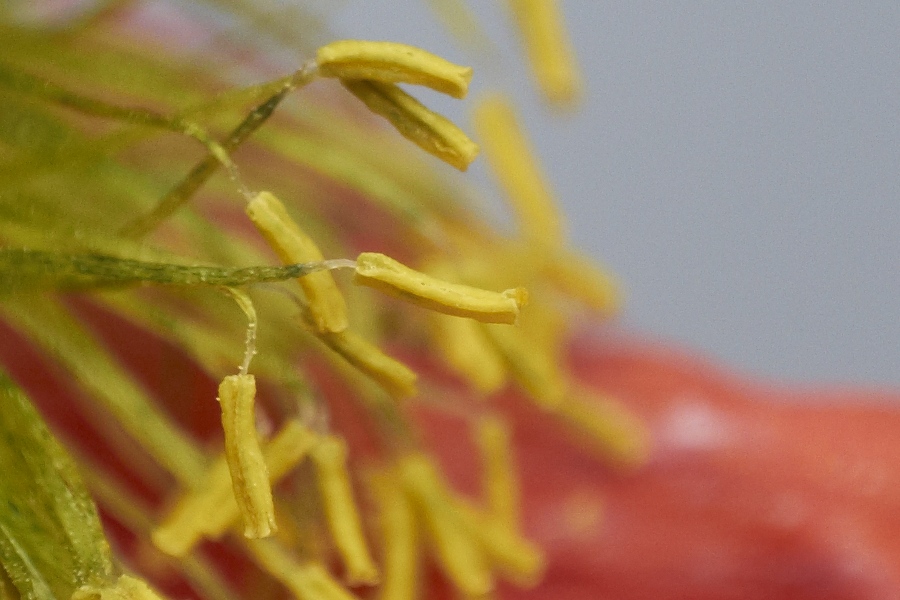 Zoerk 50mmf1.4 Pre Ai Crop