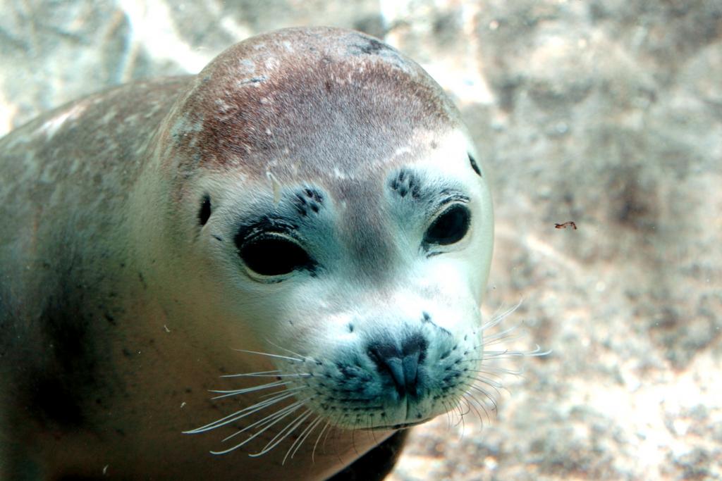 zoo 12.6.06 141
