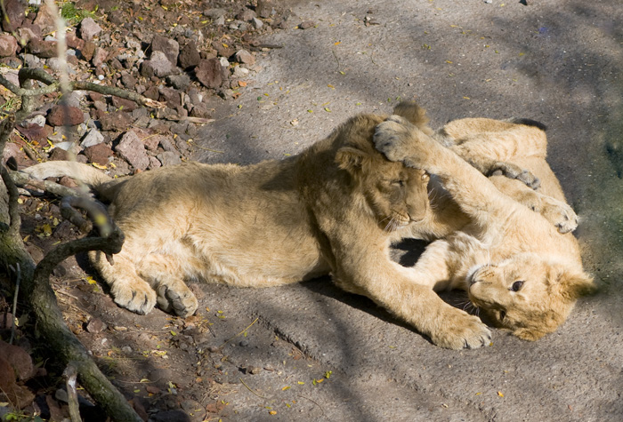 Zoo 2