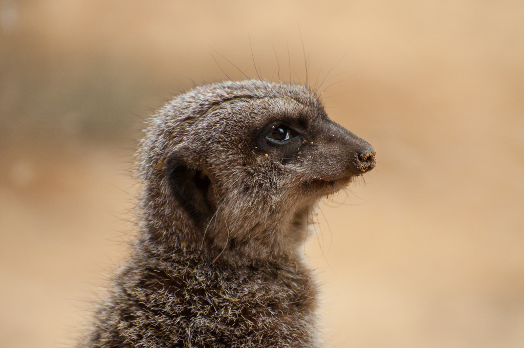 Zoo Augsburg - Erdmännchen
