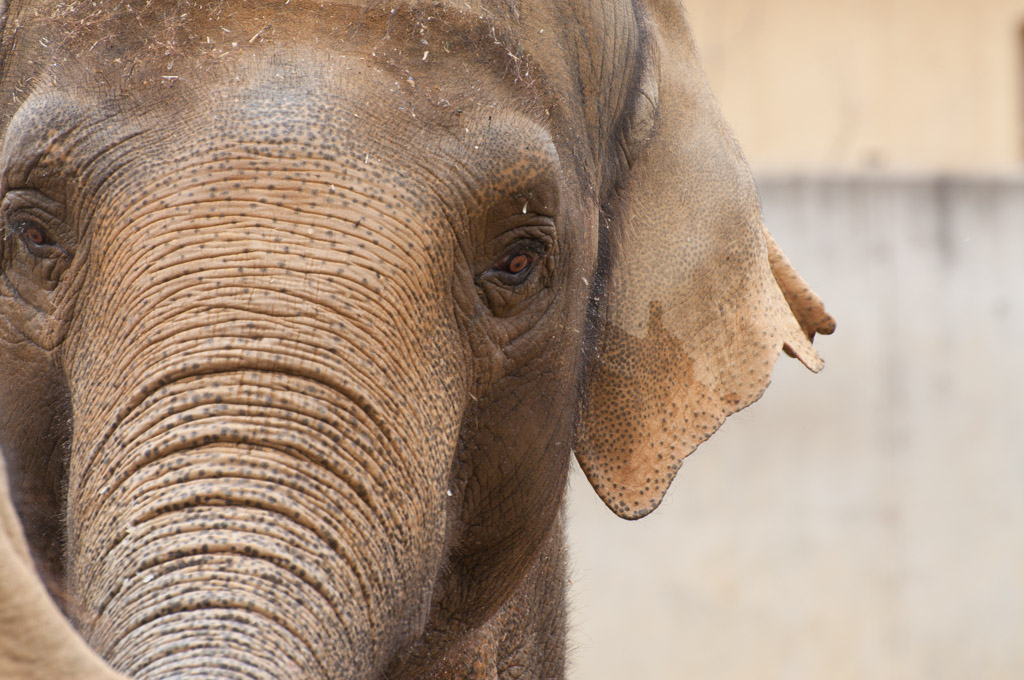 Zoo Augsburg - Fant