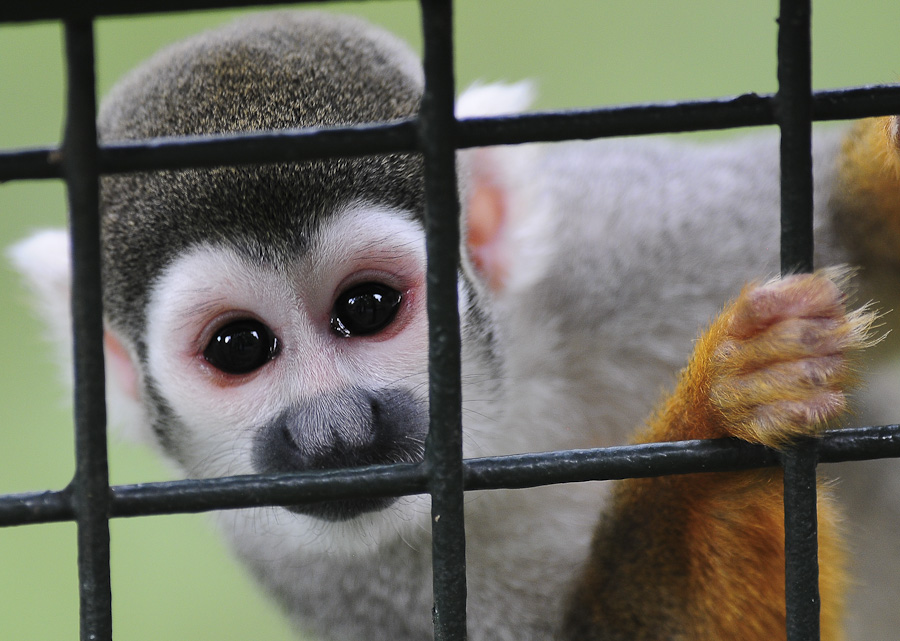 Zoo Berlin 01. August 2011