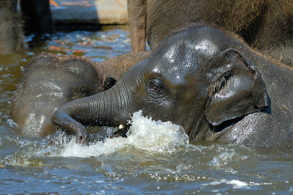 zoo DSC 3796