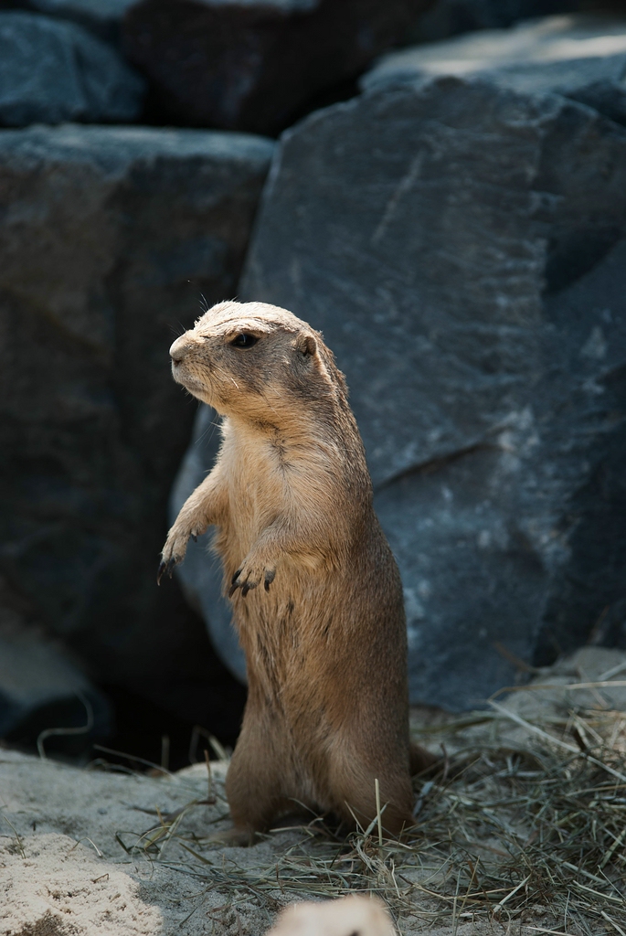 zoo DSC 3833