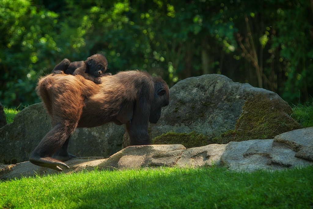 zoo DSC 3906