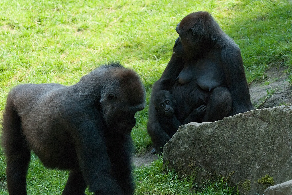 zoo DSC 3938