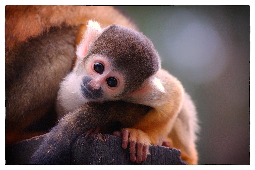 Zoo DSC 5278