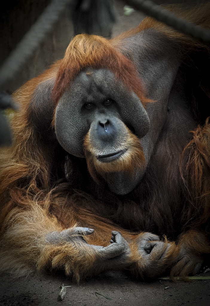 zoo DSC 9449