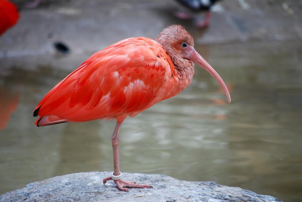 Zoo Duisburg 04