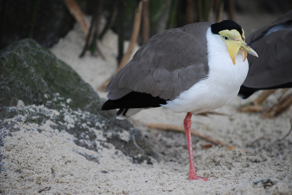 Zoo Duisburg 05