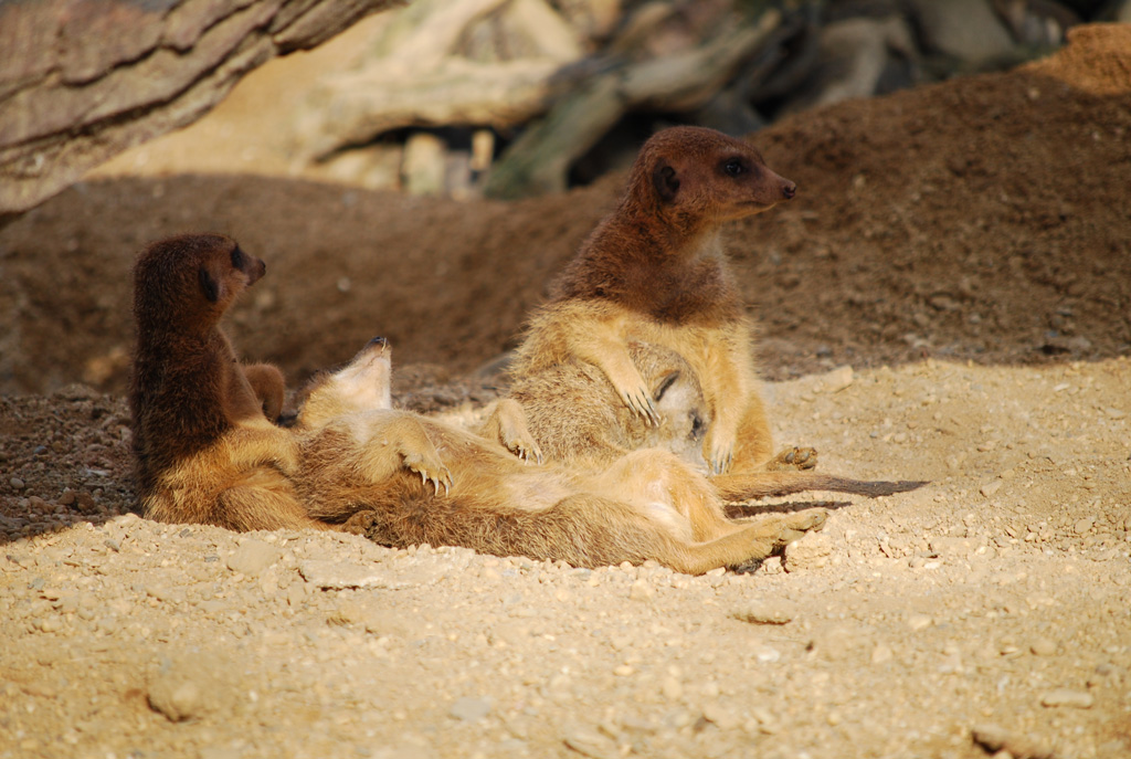 Zoo Duisburg 06