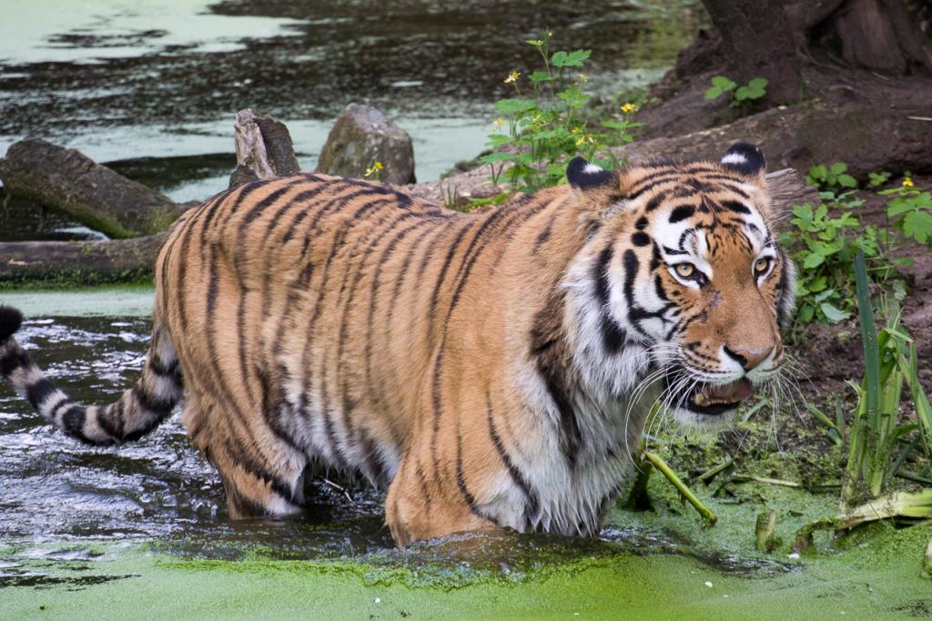 Zoo Duisburg