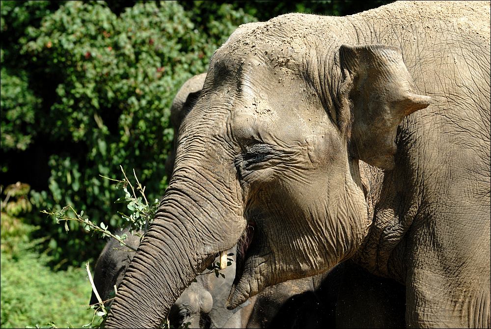 Zoo Emmen 15-08-2010