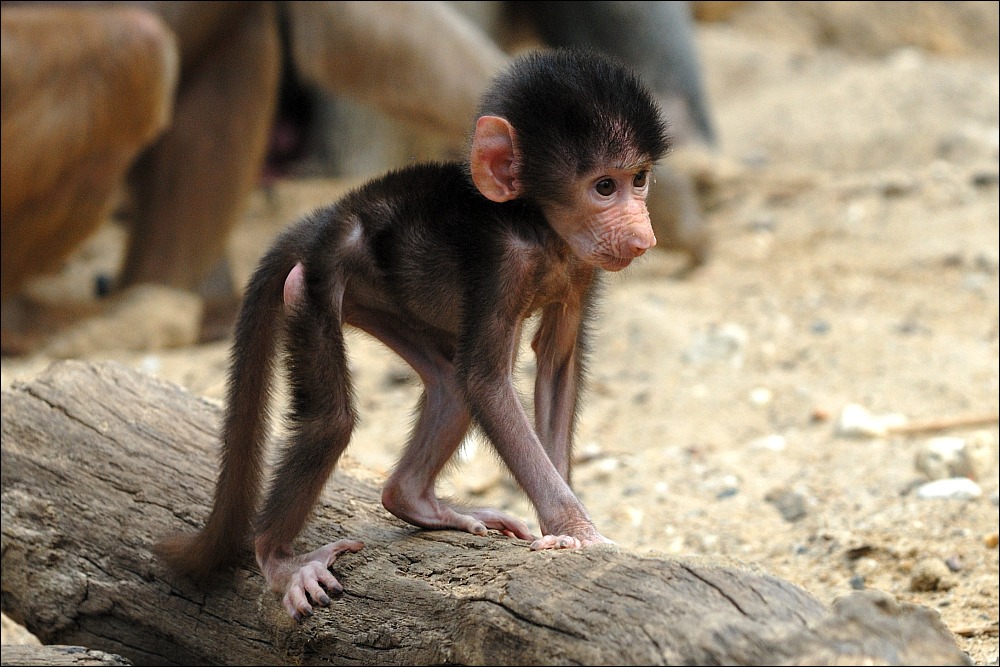 Zoo Emmen 15-08-2010