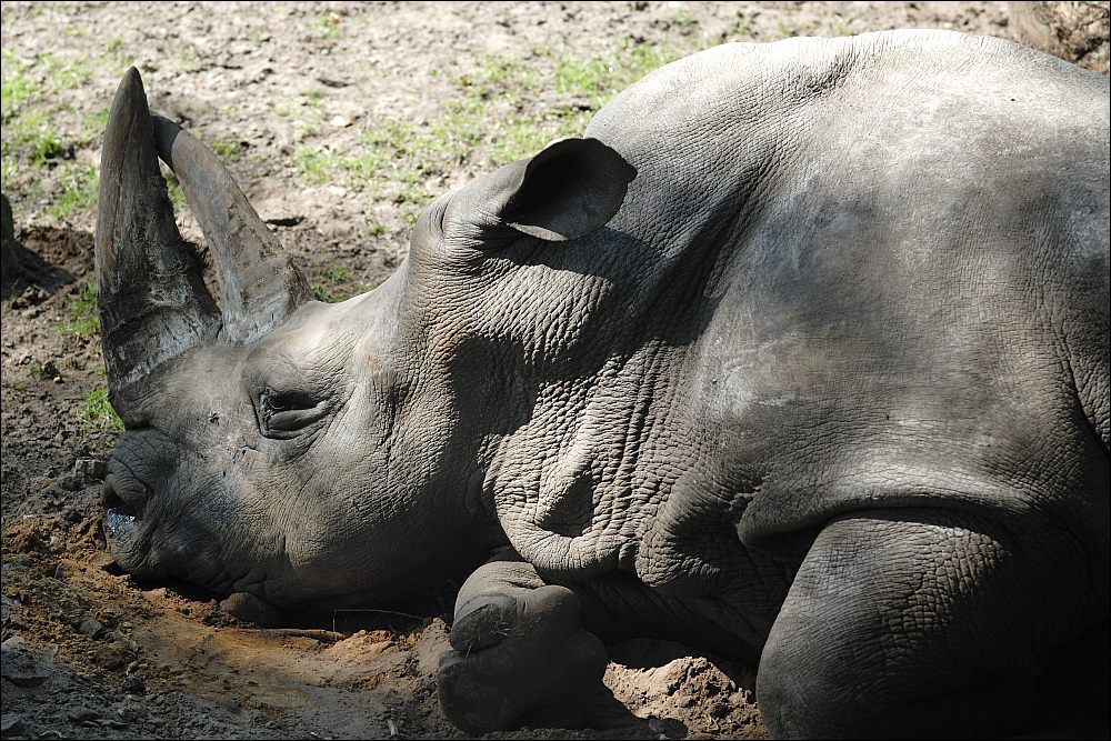 Zoo Emmen 15-08-2010