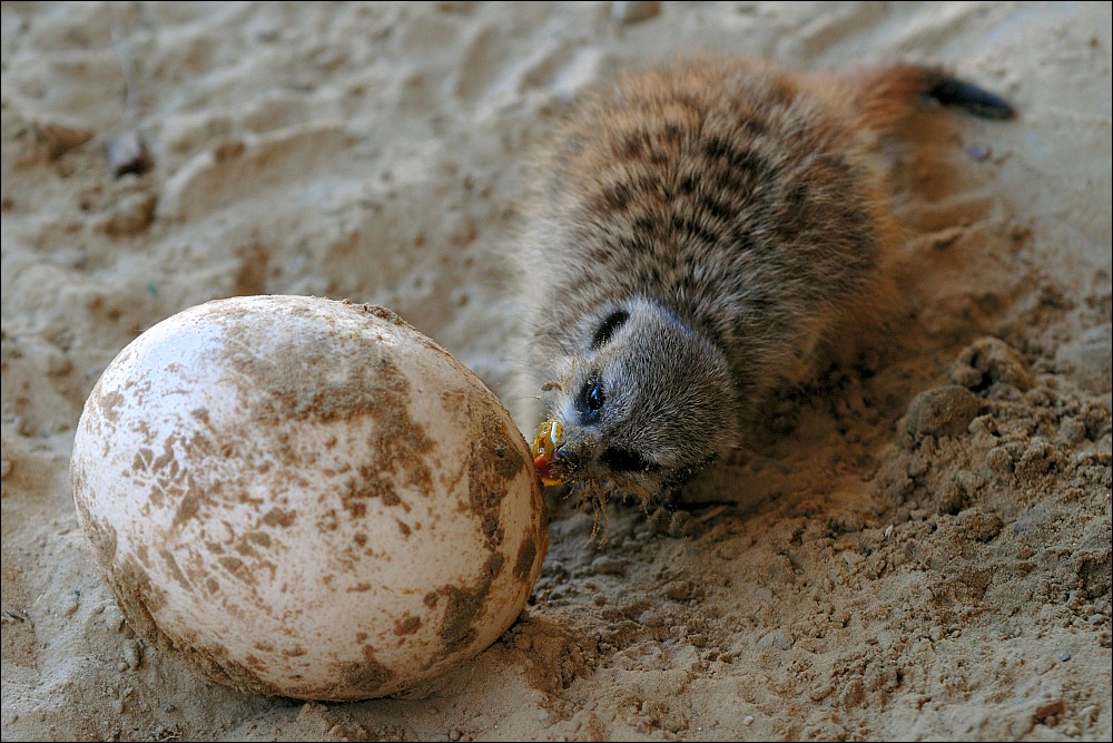 Zoo Emmen 15-08-2010