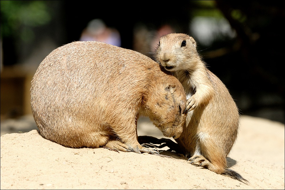 Zoo Emmen 15-08-2010