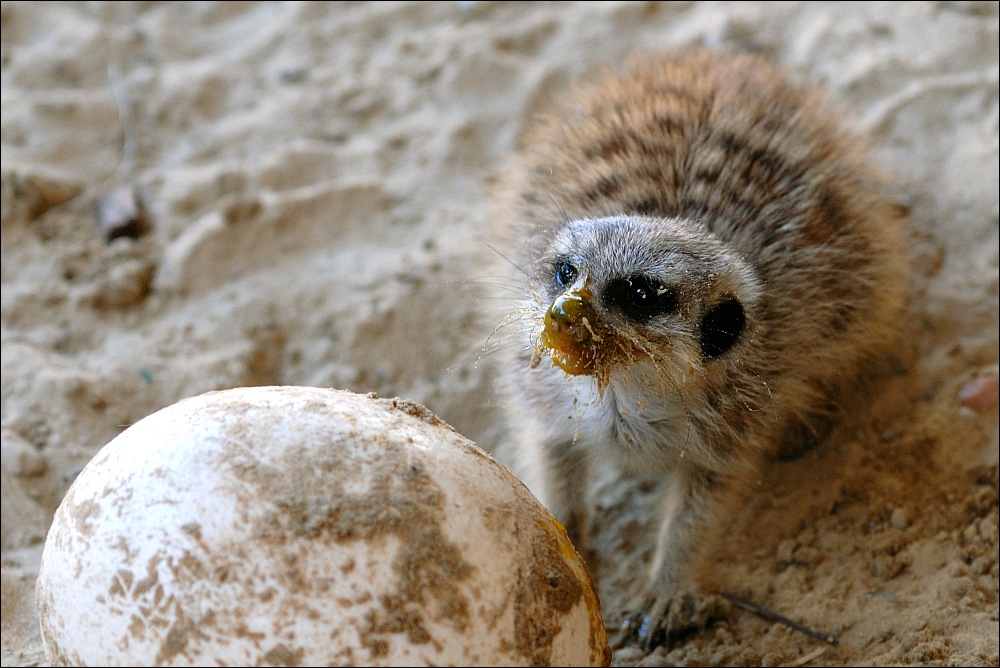 Zoo Emmen 15-08-2010