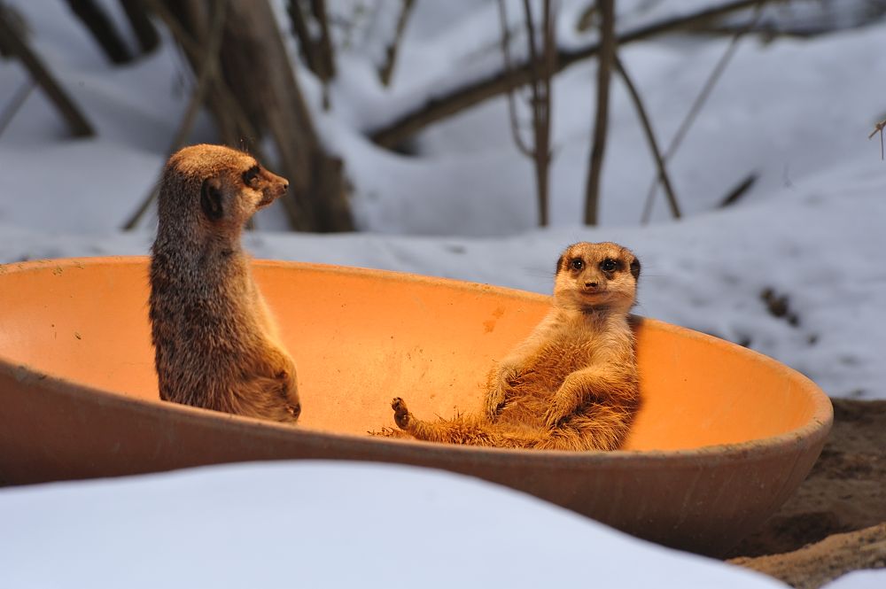 Zoo Erdmännchen1 20101225 141717