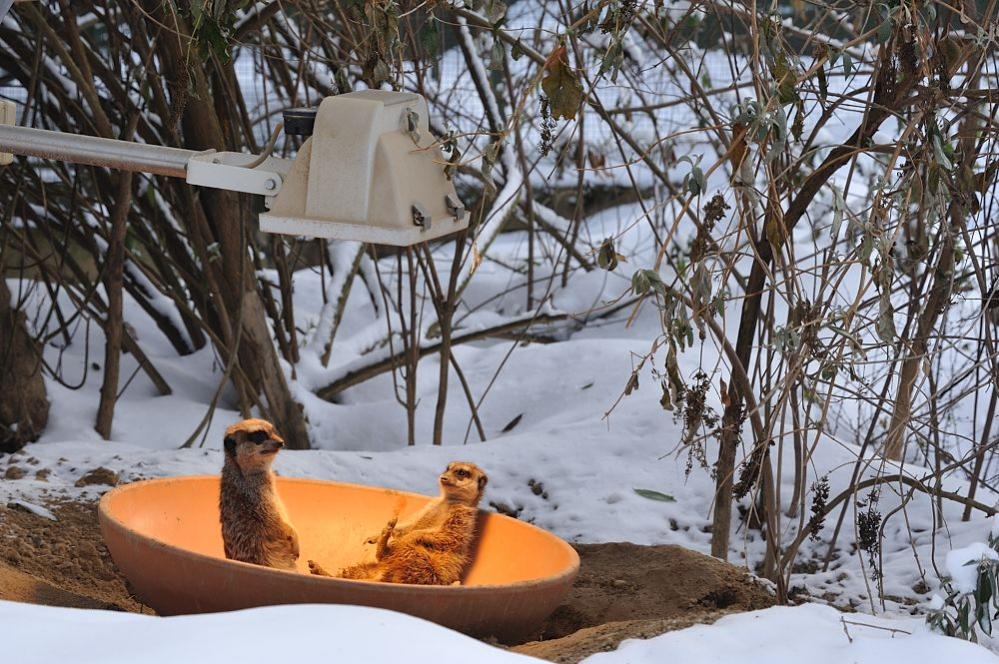 Zoo Erdmännchen2 20101225 141638