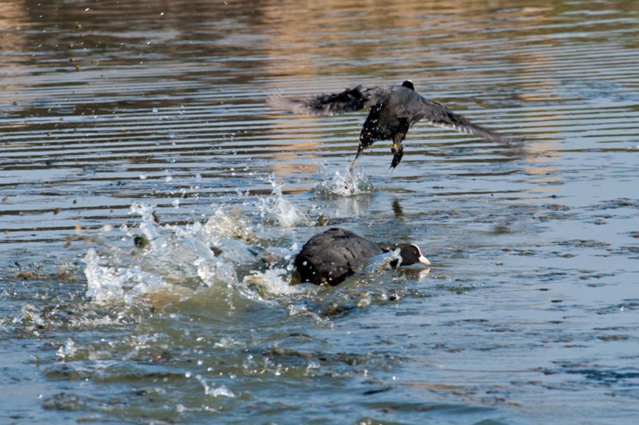 Zoo Gelsenkirchen
"Auf und davon"