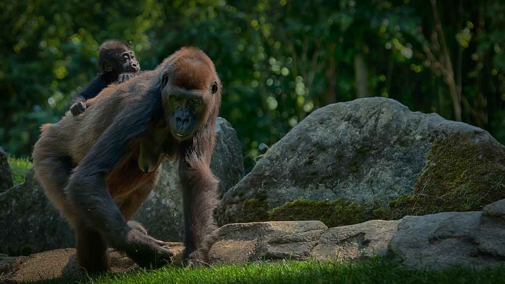 Zoo Hannover DSC 3907 HDR