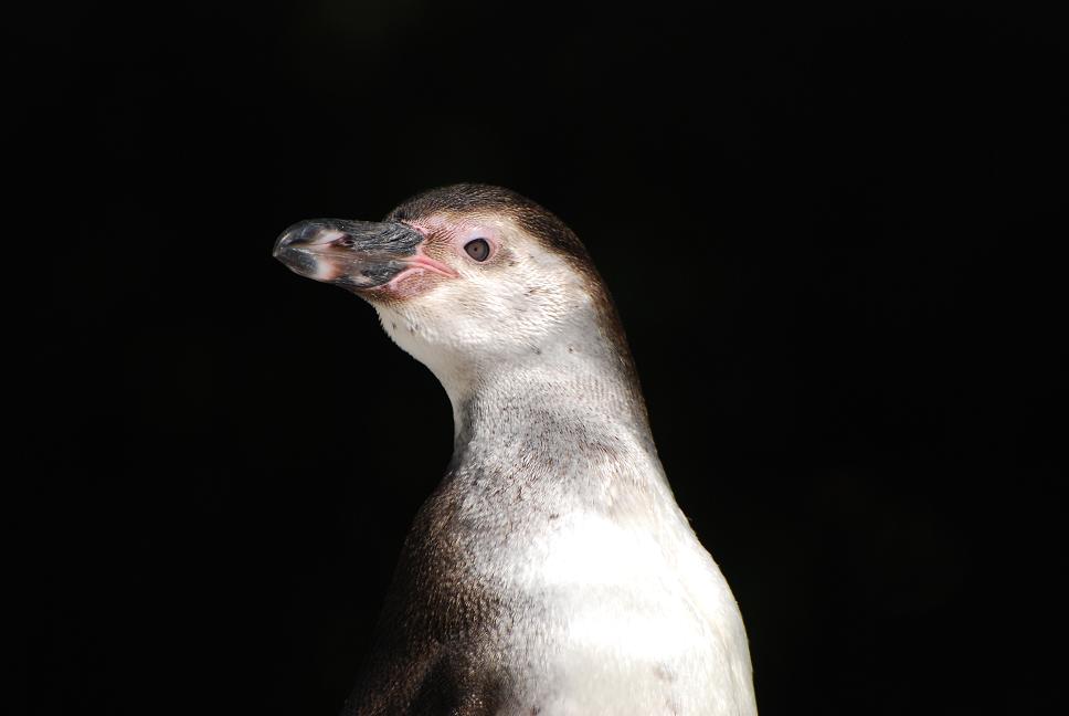 Zoo Köln 068a