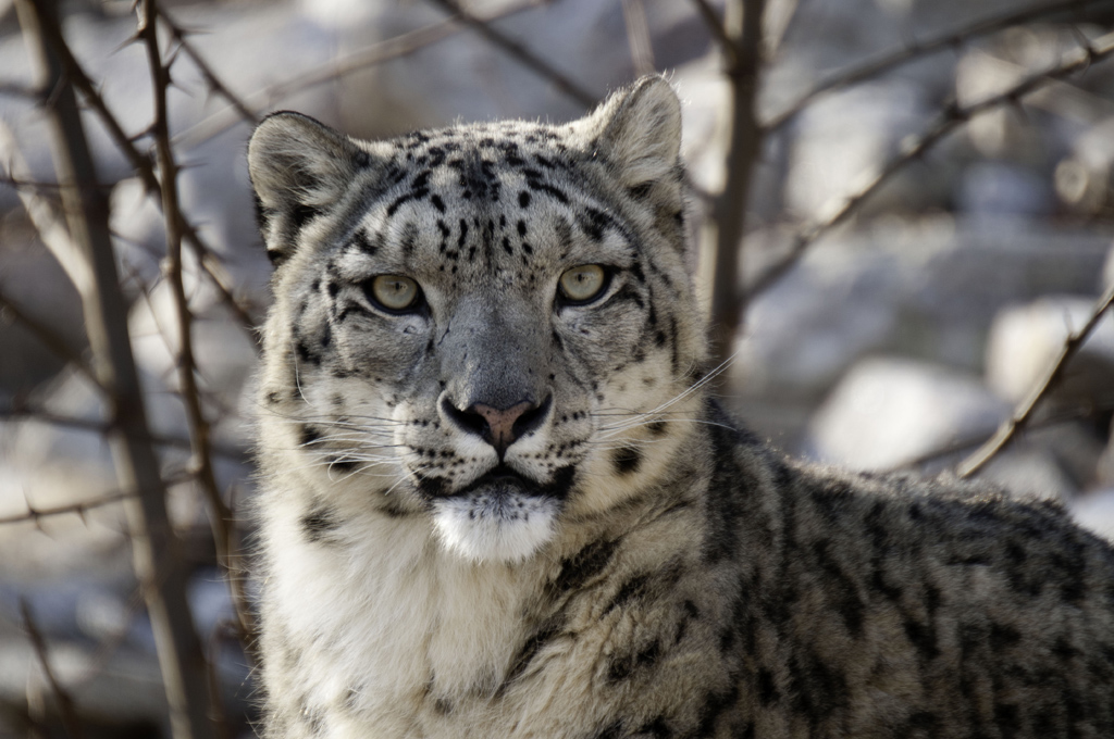 Zoo Karlsruhe 05. Feb12 Schneeleopard mit Sigma 120-300 f2.8 OS HSM + 2x Extender
Gitzo Einbeinstativ durch Glasscheibe fotografiert.