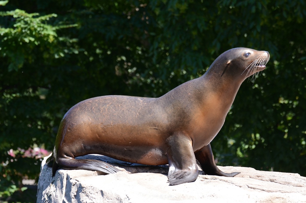 Zoo KR 02
