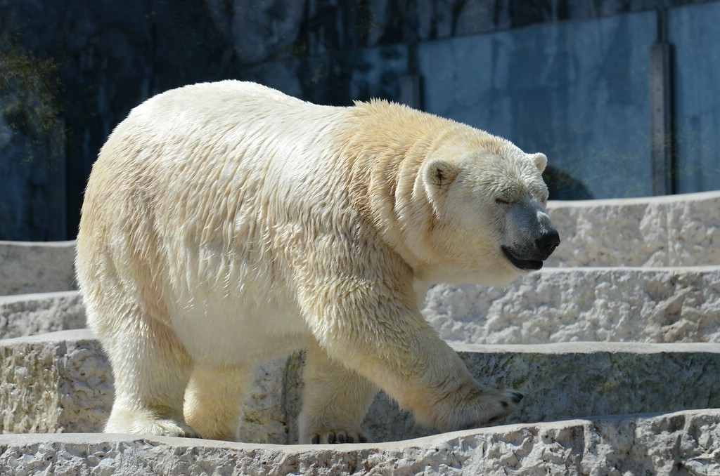 Zoo KR 04